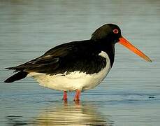 Eurasian Oystercatcher