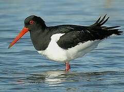 Eurasian Oystercatcher