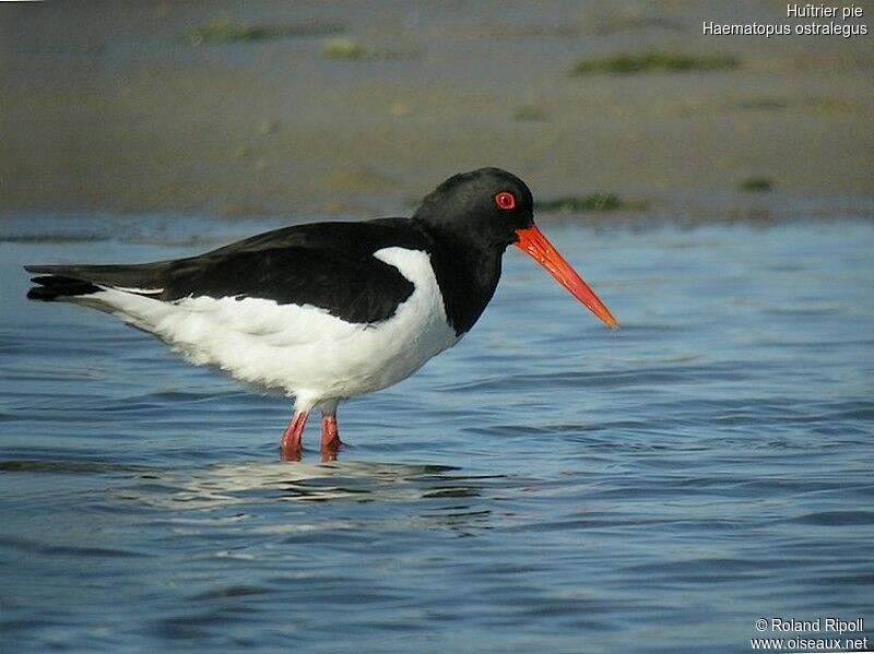 Eurasian Oystercatcheradult breeding