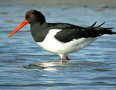 Eurasian Oystercatcher