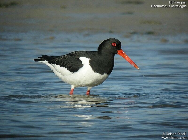 Eurasian Oystercatcheradult breeding