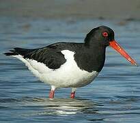 Eurasian Oystercatcher