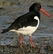 Eurasian Oystercatcher