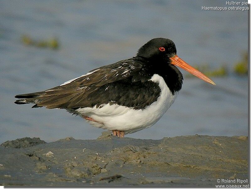 Eurasian Oystercatcheradult breeding