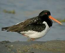 Eurasian Oystercatcher