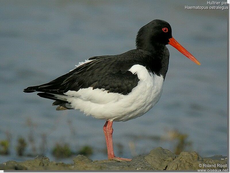 Eurasian Oystercatcheradult breeding