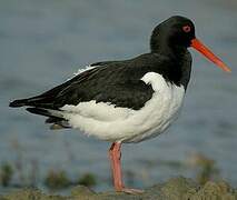 Eurasian Oystercatcher