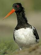 Eurasian Oystercatcher