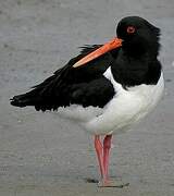 Eurasian Oystercatcher