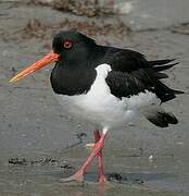 Eurasian Oystercatcher