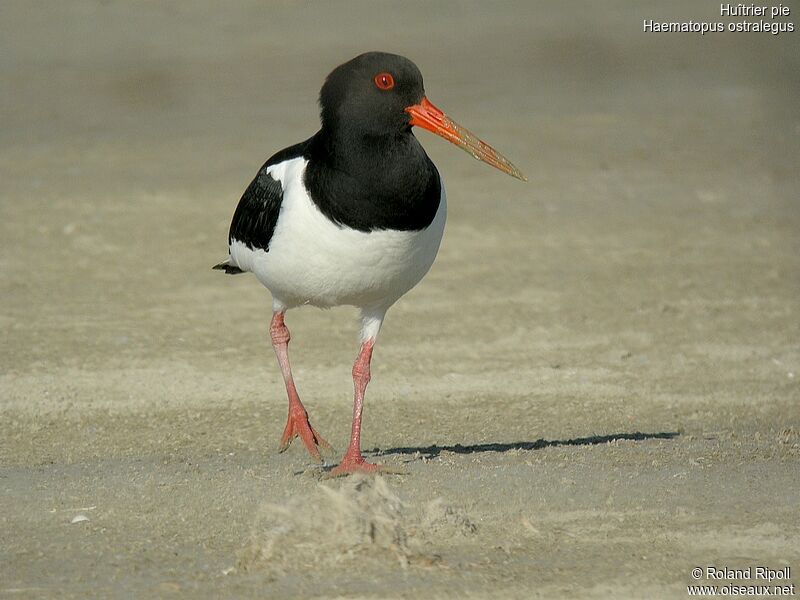 Eurasian Oystercatcheradult breeding