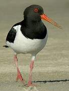 Eurasian Oystercatcher