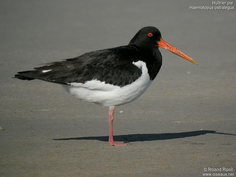 Eurasian Oystercatcheradult breeding