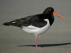 Eurasian Oystercatcher