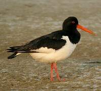 Eurasian Oystercatcher