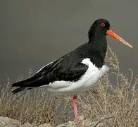 Eurasian Oystercatcher