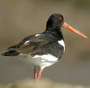 Eurasian Oystercatcher