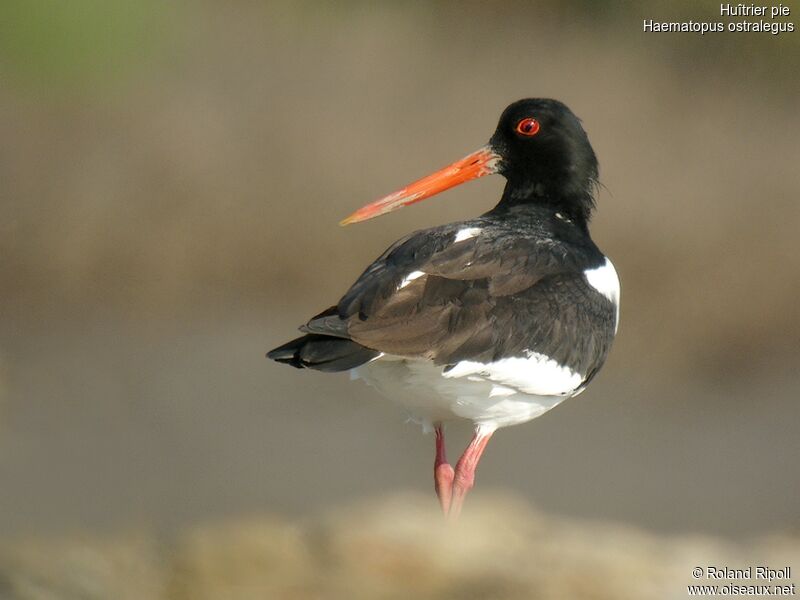 Eurasian Oystercatcheradult breeding