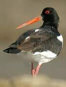 Eurasian Oystercatcher