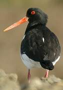 Eurasian Oystercatcher