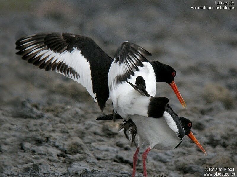 Eurasian Oystercatcher 