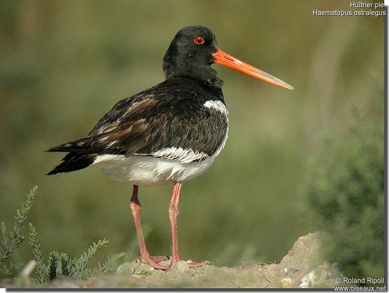 Eurasian Oystercatcheradult breeding