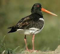 Eurasian Oystercatcher