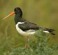 Eurasian Oystercatcher