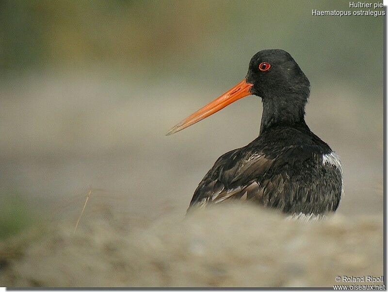 Eurasian Oystercatcheradult breeding