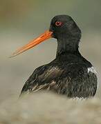 Eurasian Oystercatcher