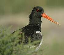 Eurasian Oystercatcher