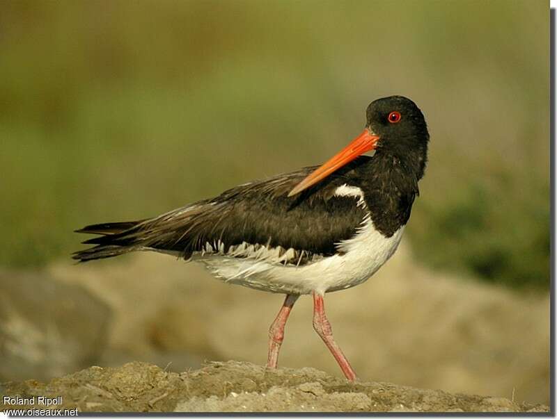 Eurasian Oystercatcheradult breeding