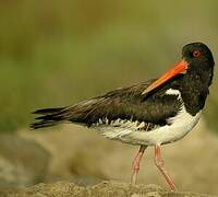 Eurasian Oystercatcher