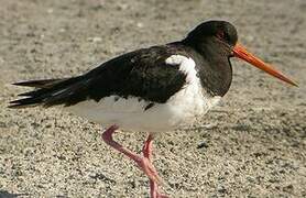 Eurasian Oystercatcher