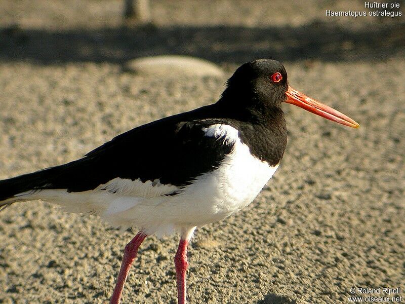 Eurasian Oystercatcheradult breeding