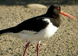 Eurasian Oystercatcher