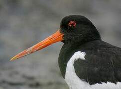 Eurasian Oystercatcher