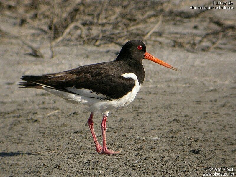 Eurasian Oystercatcheradult breeding