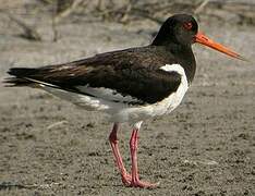 Eurasian Oystercatcher