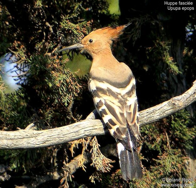 Eurasian Hoopoe