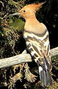 Eurasian Hoopoe