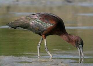 Ibis falcinelle