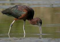 Ibis falcinelle