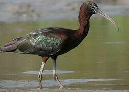 Ibis falcinelle