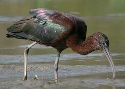 Glossy Ibis