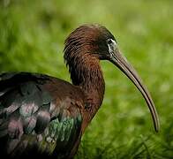 Glossy Ibis