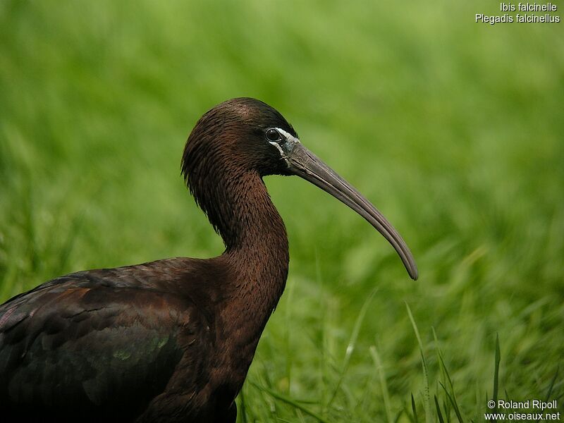 Glossy Ibis