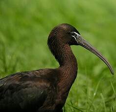 Ibis falcinelle