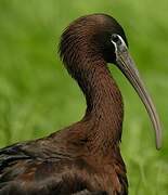 Glossy Ibis