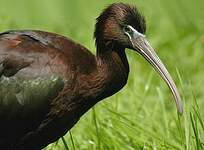 Ibis falcinelle